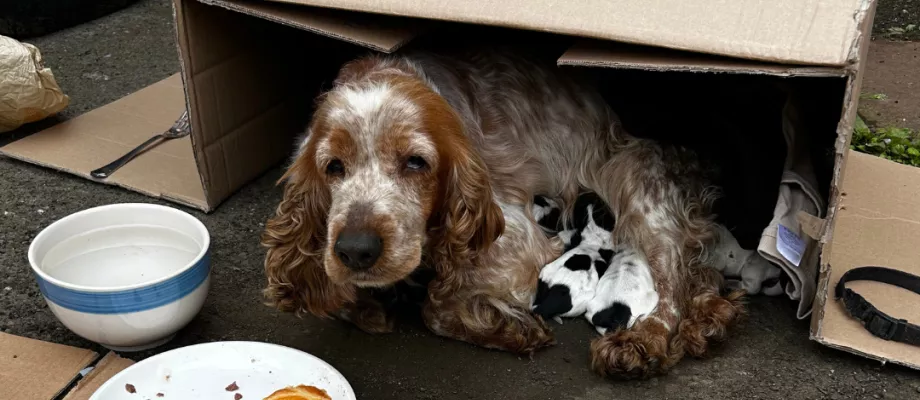 dog