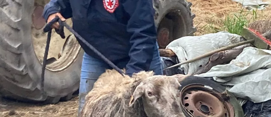 mouton