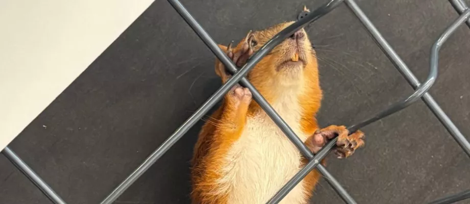 squirrel