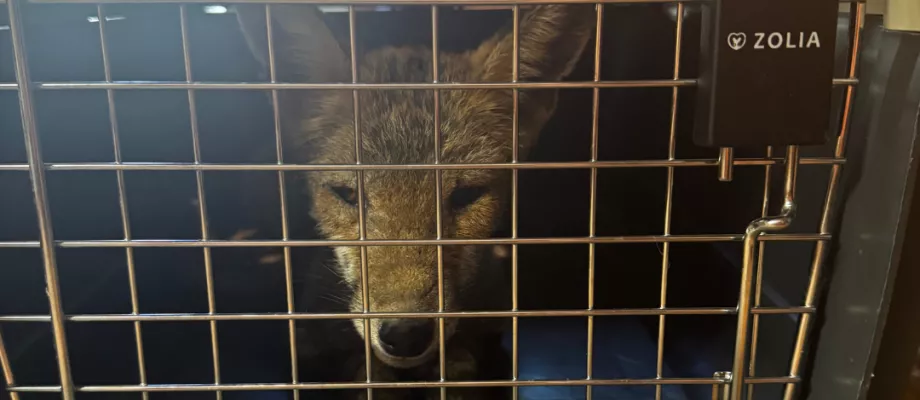 fox