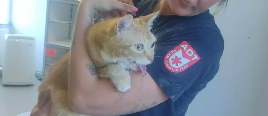 KAT UITHUISZETTING
