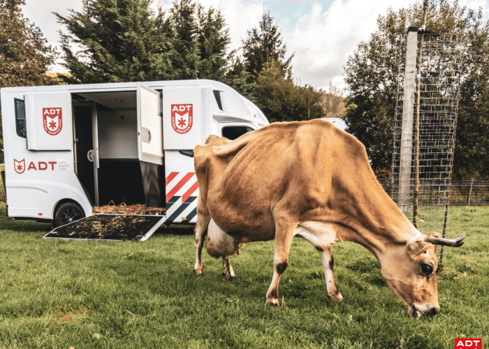 cow koe vache adt rescue 