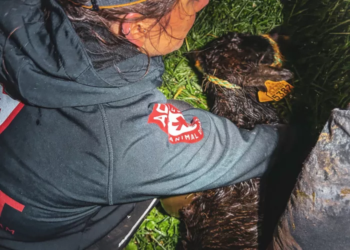 veau kalf rescue water 