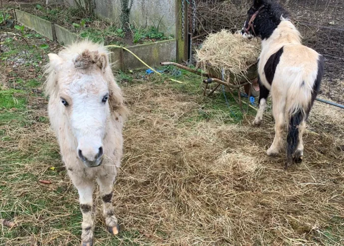 poney horse adt rescue police 