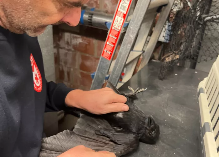 corneille adt rescue animal