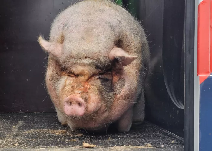 pig