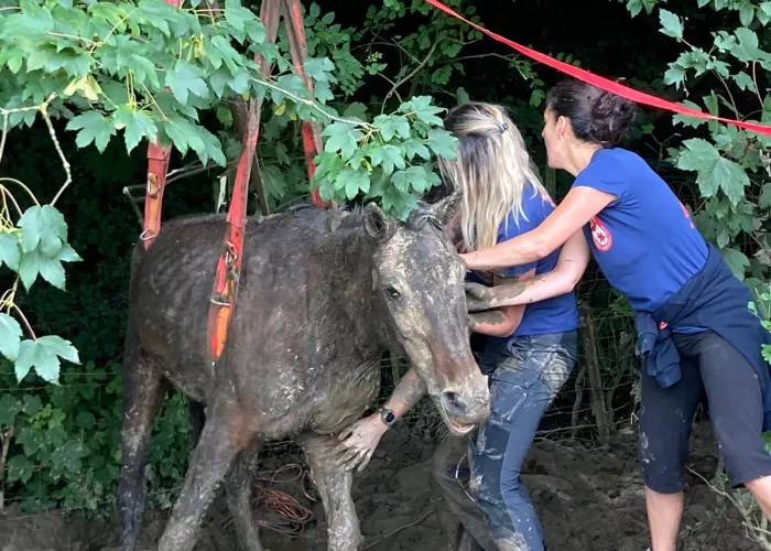horse
