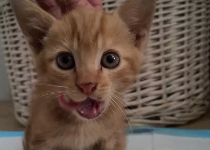 cat