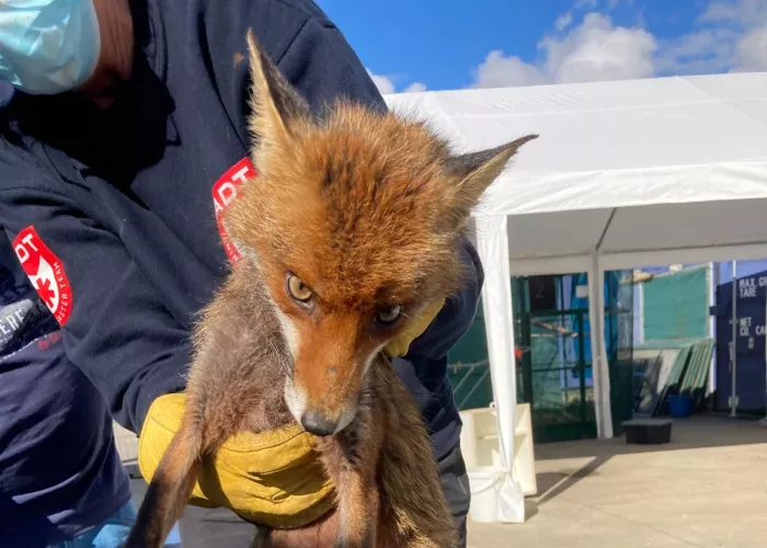 fox