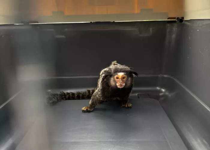 Monkey