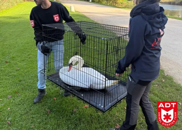 cygne