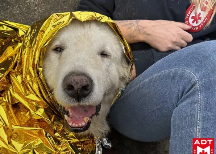 Hond Snelweg