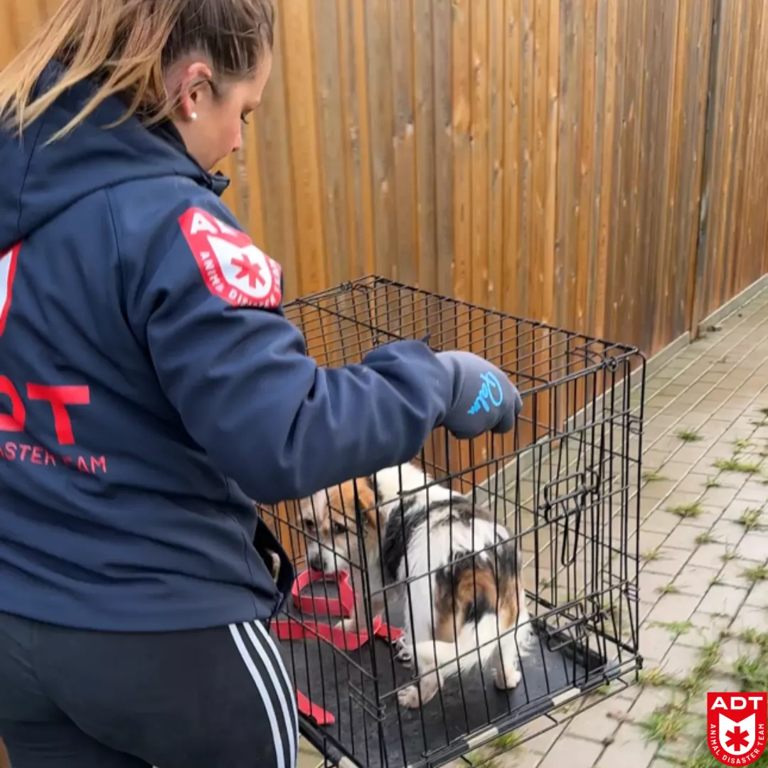 adt saisie chien chat âne ezel honden katten pony poney rescue 