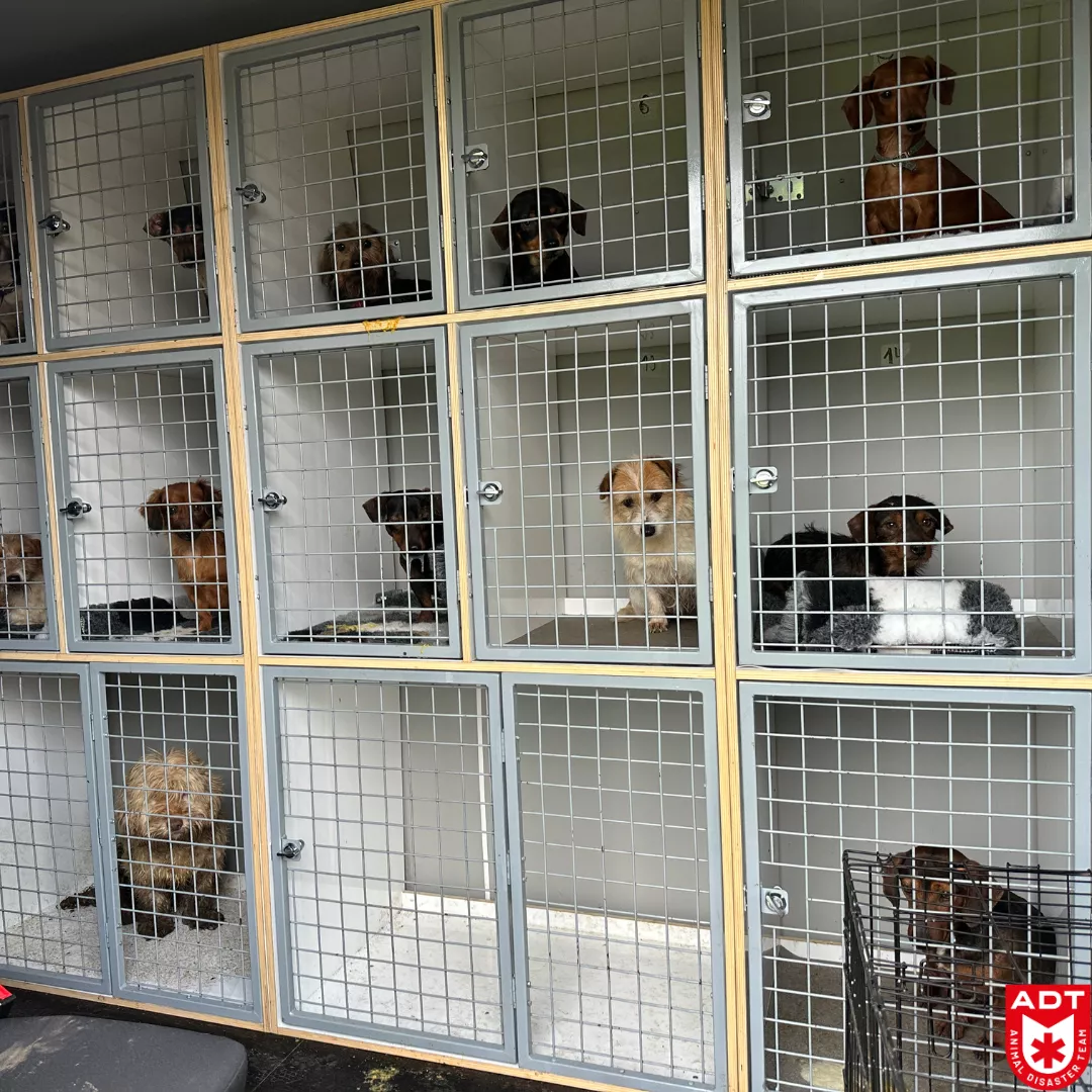 adt saisie chien chat âne ezel honden katten pony poney rescue 