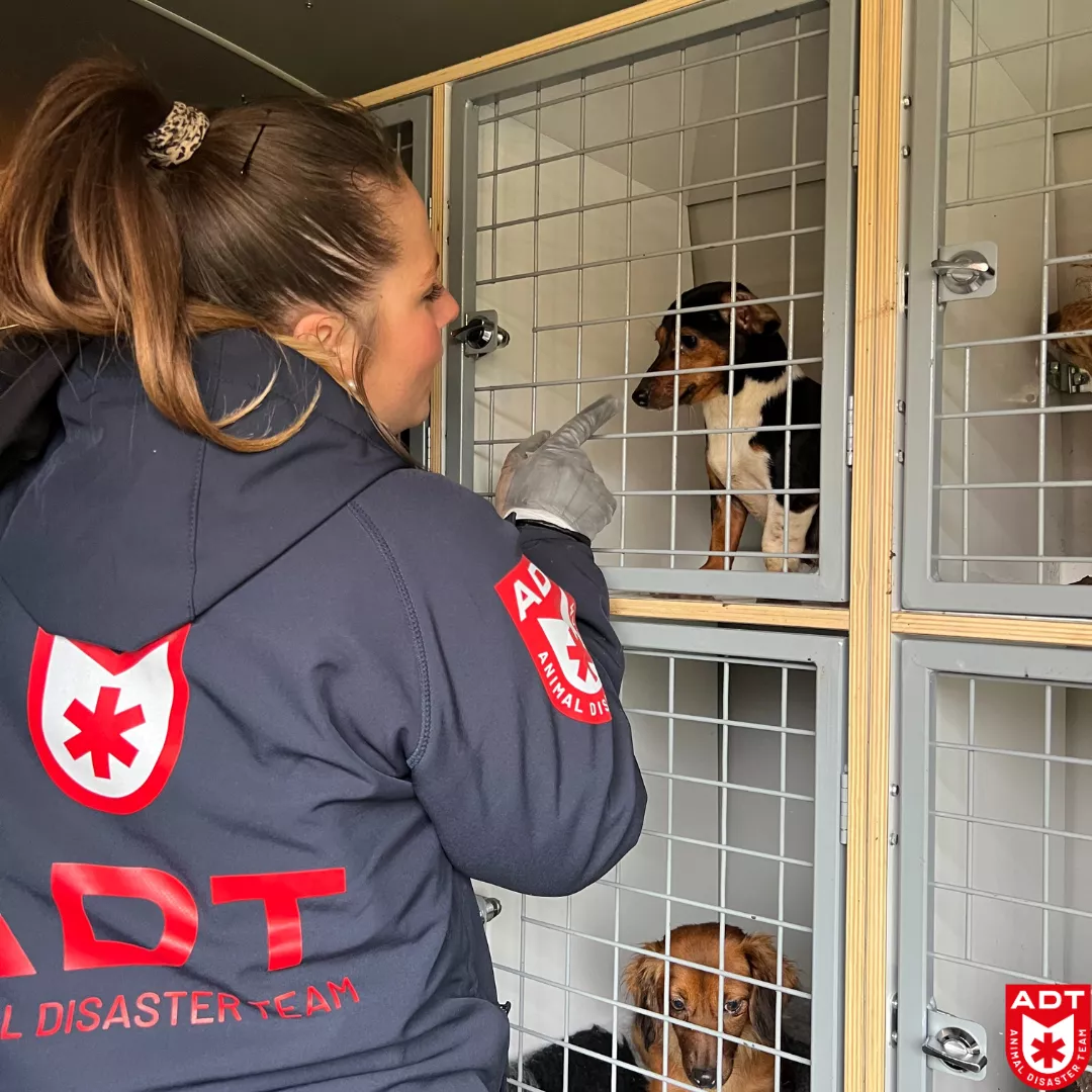 adt saisie chien chat âne ezel honden katten pony poney rescue 