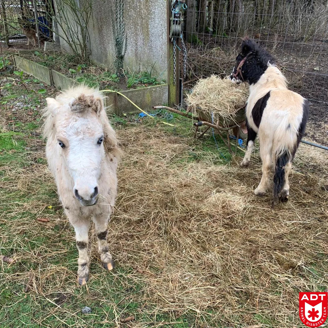 poney horse adt rescue police 