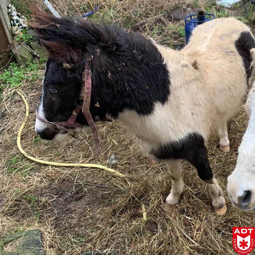 poney horse paard rescue adt police 