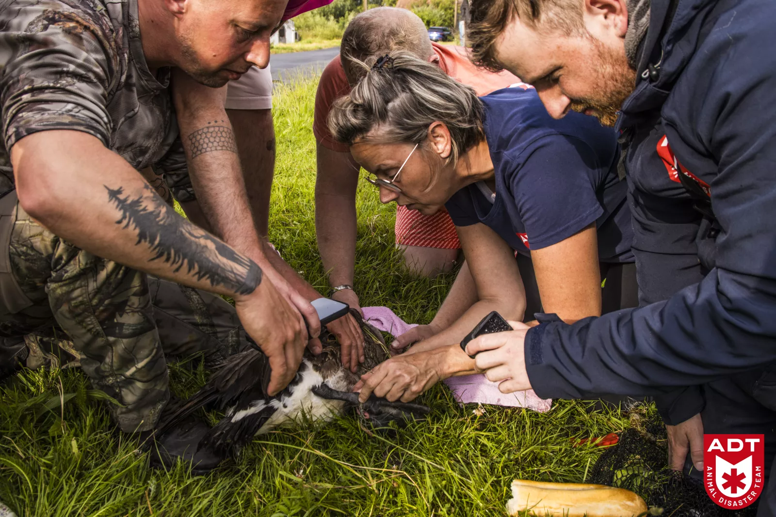 Rescue of a goose with legs stuck in fishing line | Animal disaster team