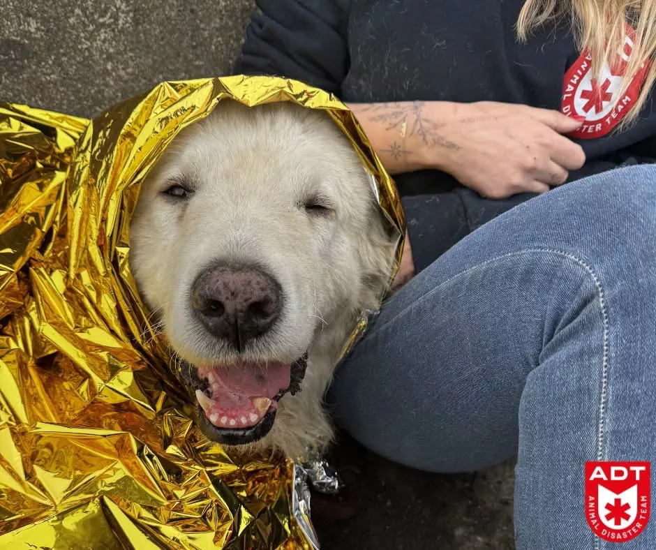 Hond 1