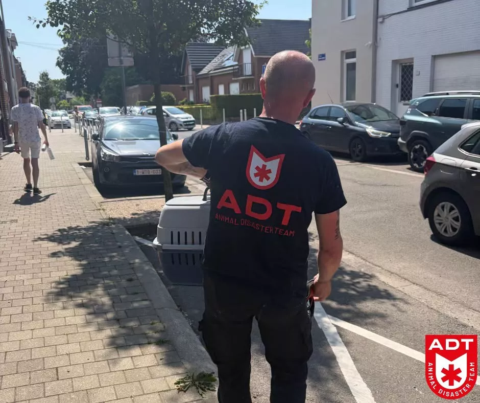 Geknelde kat 1