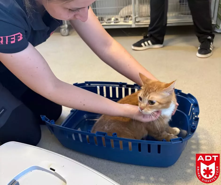 Geknelde kat 1
