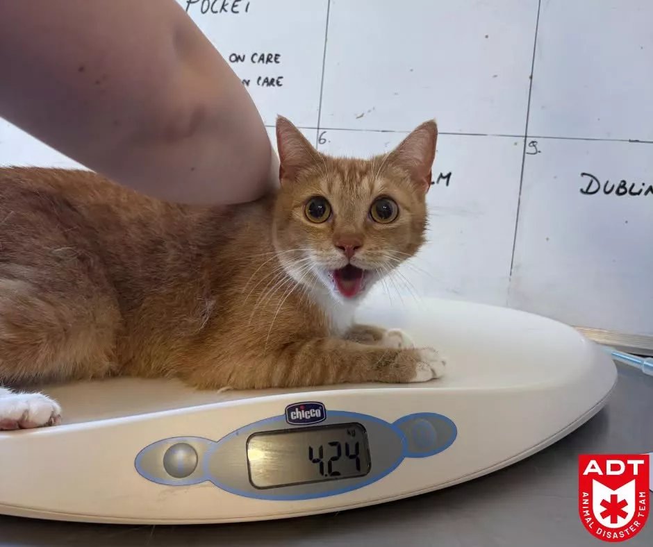 Geknelde kat 1