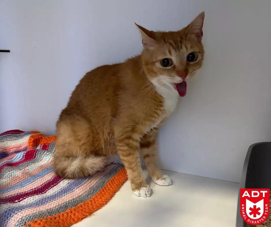 Geknelde kat 1