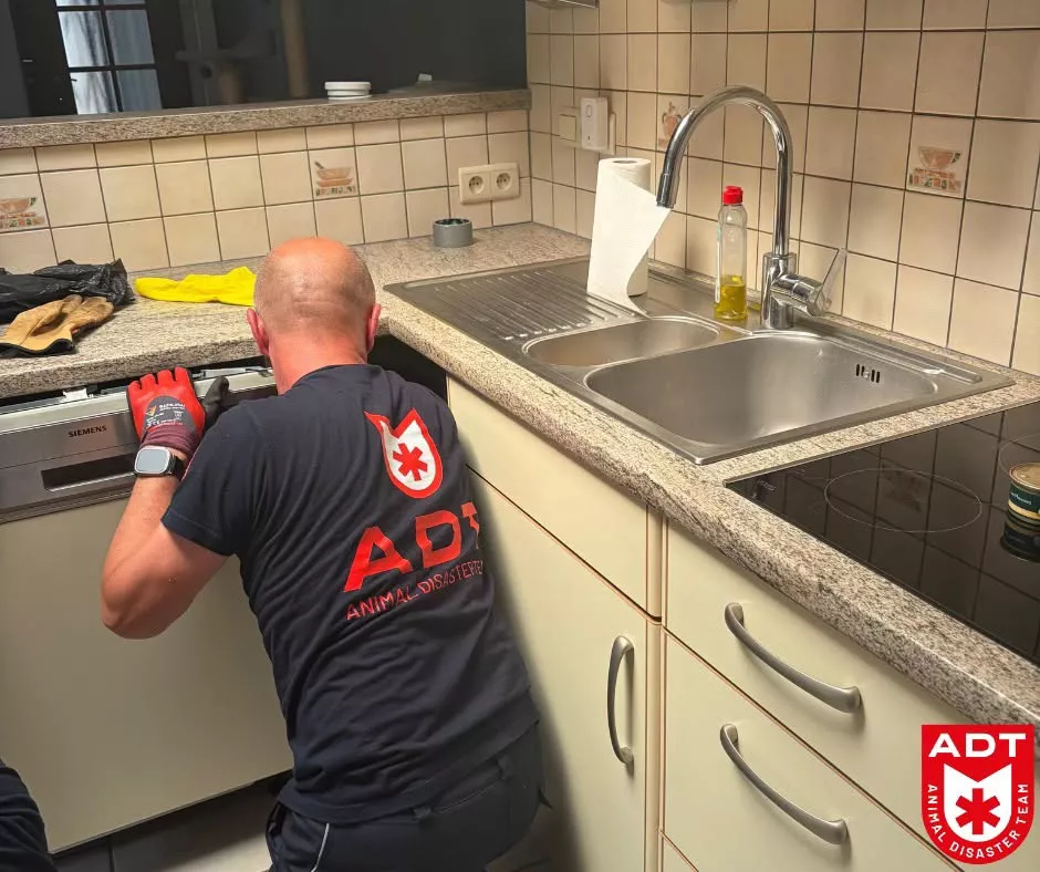 Geknelde kat 1
