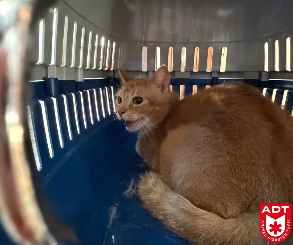 Geknelde kat 1